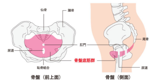 骨盤底筋