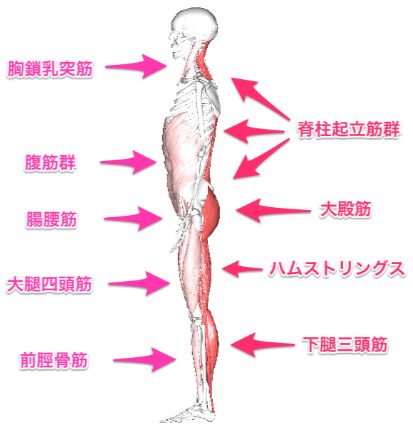 %e6%8a%97%e9%87%8d%e5%8a%9b%e7%ad%8b