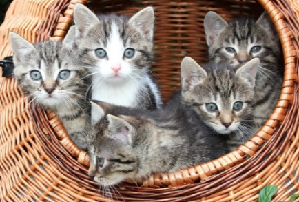 %e7%8c%ab%e8%83%8c%e3%82%a2%e3%82%a4%e3%82%ad%e3%83%a3%e3%83%83%e3%83%81